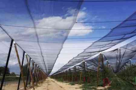 Министр: в Араратской области Армении град побил 60% всего урожая овощей