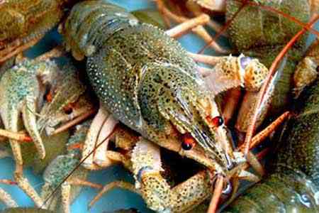 В Ширакской области построят крупный раководческий комплекс: объем инвестиций составил 300 млн. драмов