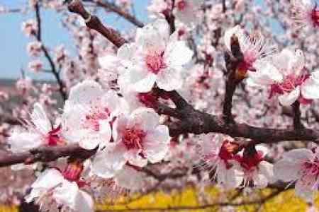 Минэкономики Армении обратилось к фермерам страны с призывом защитить урожай абрикосов на фоне наступающих холодов